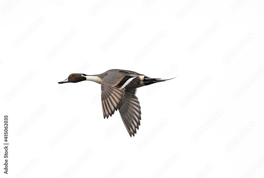 A male Northern pintail duck ` Anas acuta ` in flight, isolated on white background. A male Northern pintail duck ` Anas acuta ` in flight, isolated on white background.