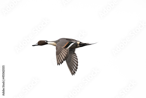 A male Northern pintail duck  `  Anas acuta ` in flight, isolated on white background. © rhfletcher