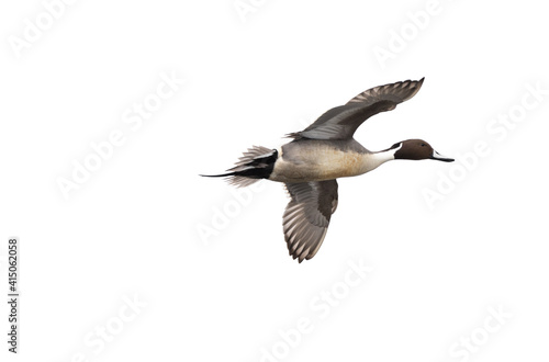 A male Northern pintail duck ` Anas acuta ` in flight, isolated on white background.