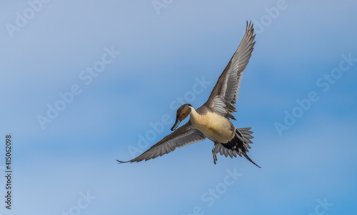 A male northern pintail duck   Anas acuta    flies over a lake in Canada.