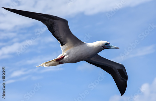 Seabird Masked  Blue-faced Booby  Sula dactylatra  flying over the ocean on the blue sky background. Seabird is hunting for flying fish jumping out of the water.