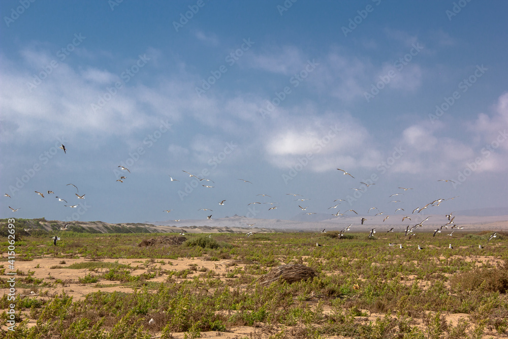 seagulls flying in cloudy green meadow seagulls flying in cloudy green meadow
