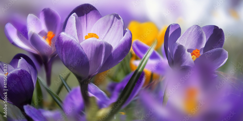 Crocuses close up, selective focus. Spring festive background. Crocuses close up, selective focus. Spring festive background.