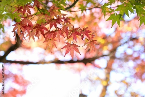木陰でひっそりと色づいたモミジの紅葉＠山形