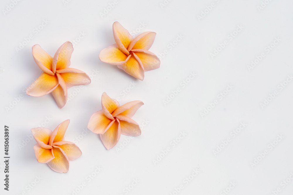 Naklejka premium Plumeria flower on white