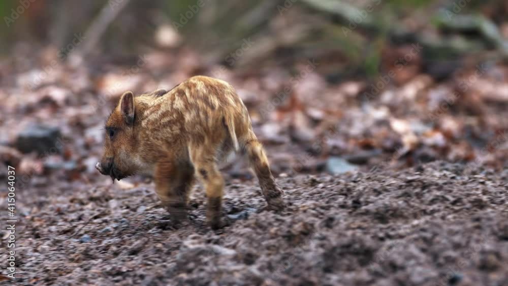 Closeup young wild boar Sus scrofa, piggy running in dark wood. Wildlife scene of furry animal in natural habitat. Strong nose and well smell sense to search food in omnivorous mammal. Closeup young wild boar Sus scrofa, piggy running in dark wood. Wildlife scene of furry animal in natural habitat. Strong nose and well smell sense to search food in omnivorous mammal.