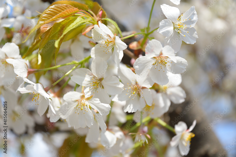 上野恩賜公園の桜 上野恩賜公園の桜