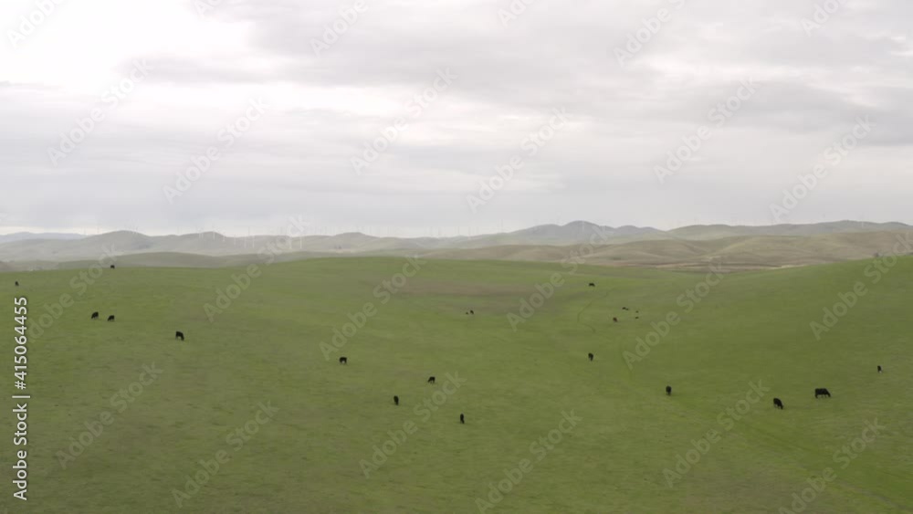 Cattle Cows Grazing in Open Grass Fileds California Drone Aerial View Cattle Cows Grazing in Open Grass Fileds California Drone Aerial View