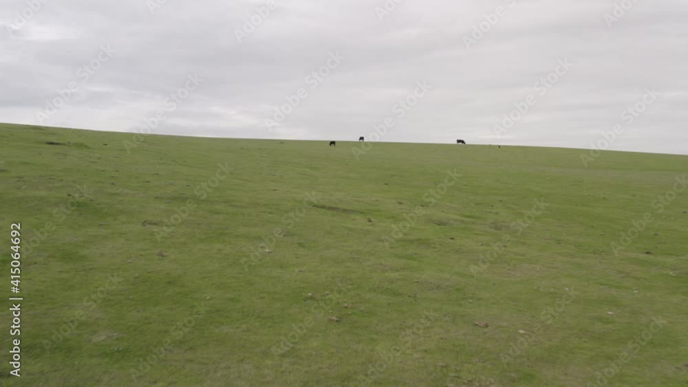 Cattle Cows Grazing in Open Grass Fileds California Drone Aerial View Cattle Cows Grazing in Open Grass Fileds California Drone Aerial View