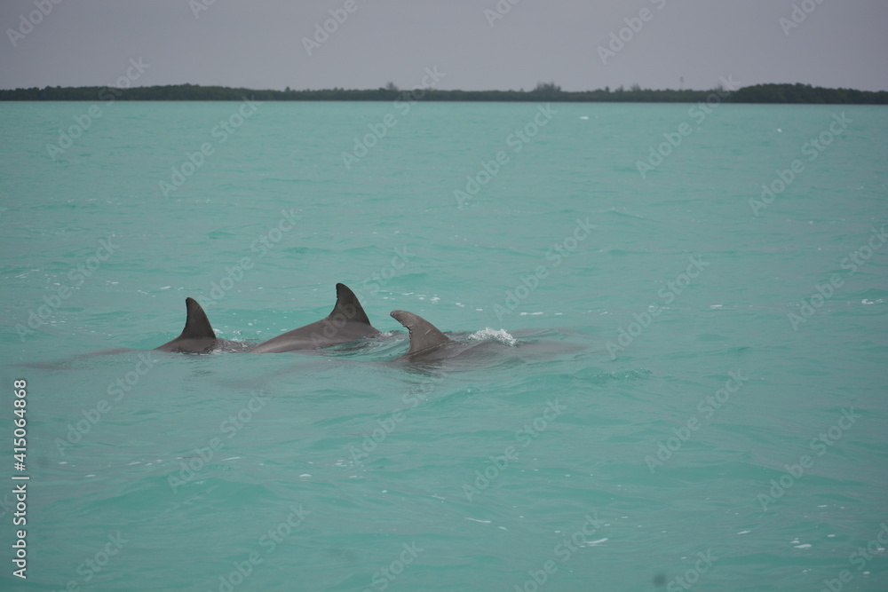 Fototapeta premium delfines punta allen tulum mexico