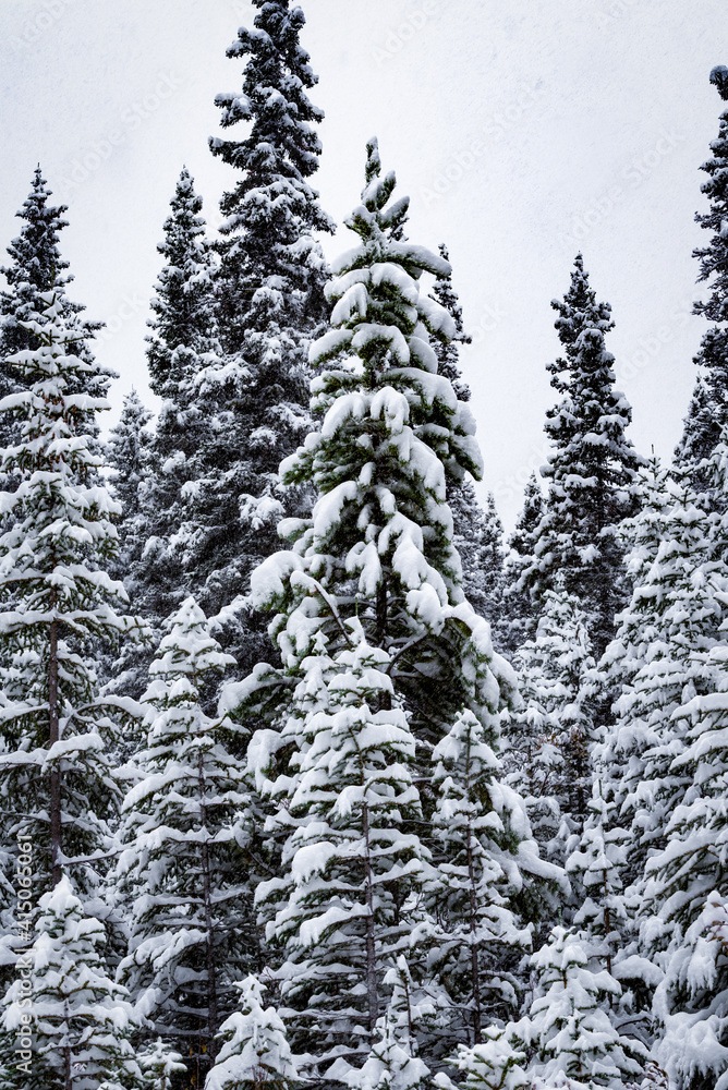 Snow covered evergreens in a Canadian forest one early fall day. Snow covered evergreens in a Canadian forest one early fall day.