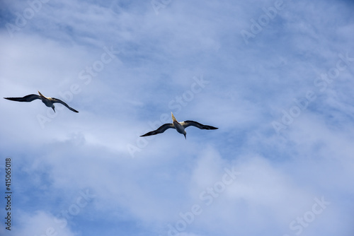 Seabird Masked  Blue-faced Booby  Sula dactylatra  flying over the ocean on the blue sky background. Seabird is hunting for flying fish jumping out of the water.