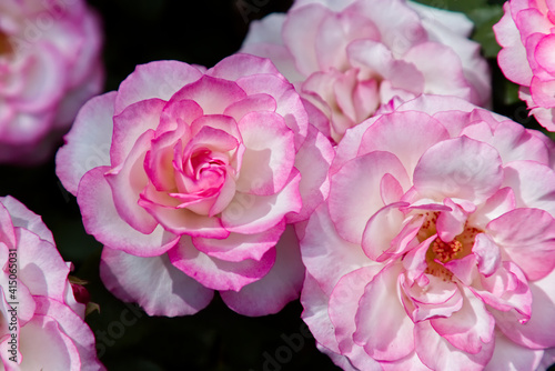 Pink garden roses on dark background