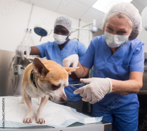 Image of dog on the operating table and doctor in a veterinary clinic