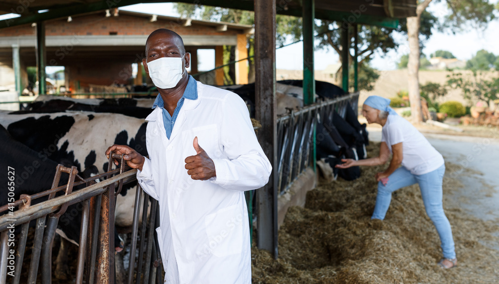 Smiling African-American male veterinarian inspecting cows in dairy farm