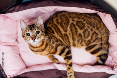 Cute bengal kitty cat laying on the pink pillow