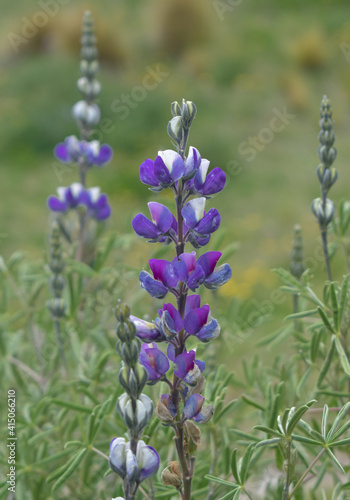 close up of lavender flowers