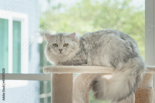 Cute Persian cat lying on cat tower