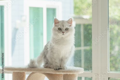 Cute Persian kitten sitting on cat tower near a window