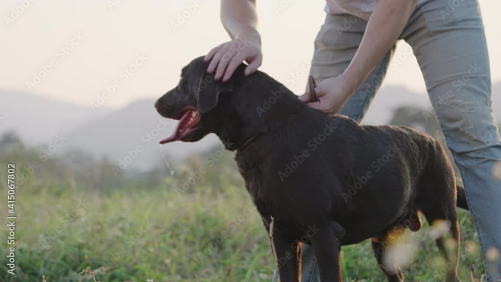 Labrador Human Black Labrador retriever standing straight, pet care take a walk at ...