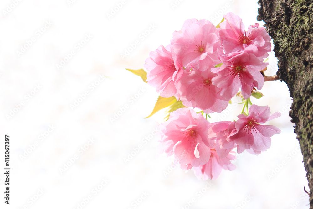 ヤエザクラ　紅豊