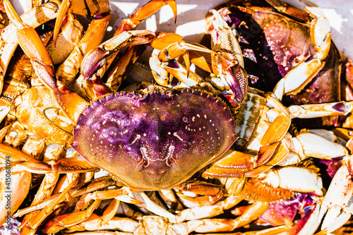 Fresh caught Dungeness crab on top of a pile of other crabs