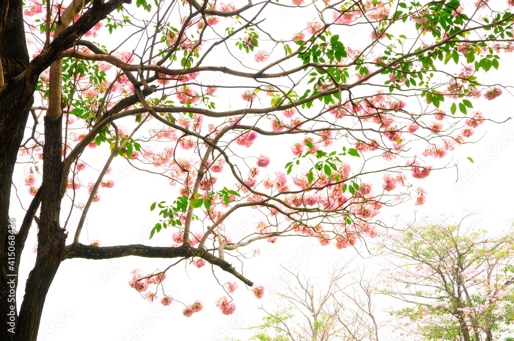 Pink Tabebuia Pink Tabebuia