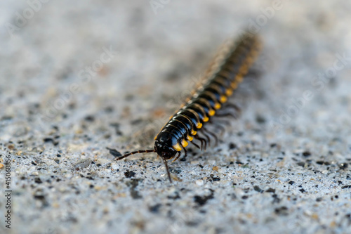 Mating millipede,millipede walking on ground © Bill