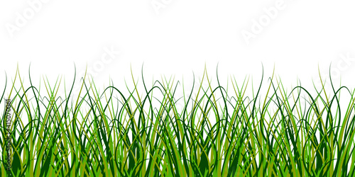 Closeup of green grass on white background. Nature background vector. Natural landscape banner. Stock image.