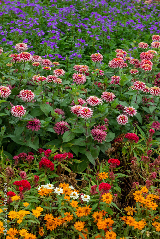 View of beautiful flower field at garden, colorful floral background View of beautiful flower field at garden, colorful floral background