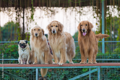 Pug and three golden retrievers on a shelf in the park