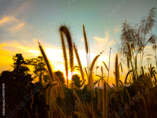 Grass flowers in nature Evening sky and sunset background