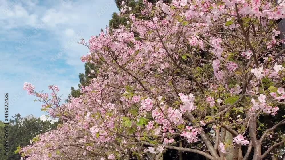 The beautiful pink cherry blossoms in spring time. Japanese Flowering Cherry  blossom over blue sky. Spring time and spring flower. Film at 
Chiang Kai-shek Memorial Hall, Taipei, Taiwan. 