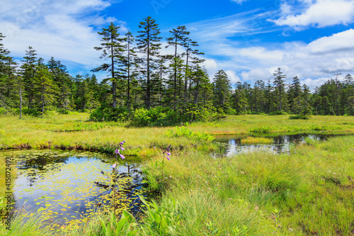 Wallpaper Mural 北海道　浮島湿原 Torontodigital.ca