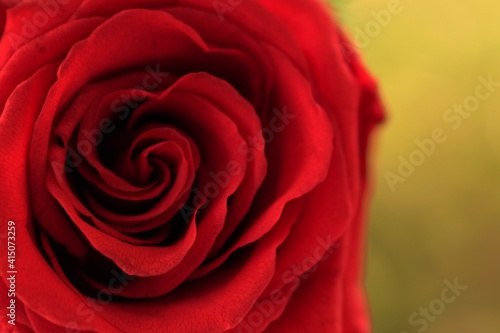 Fresh red rose flower  blurred background