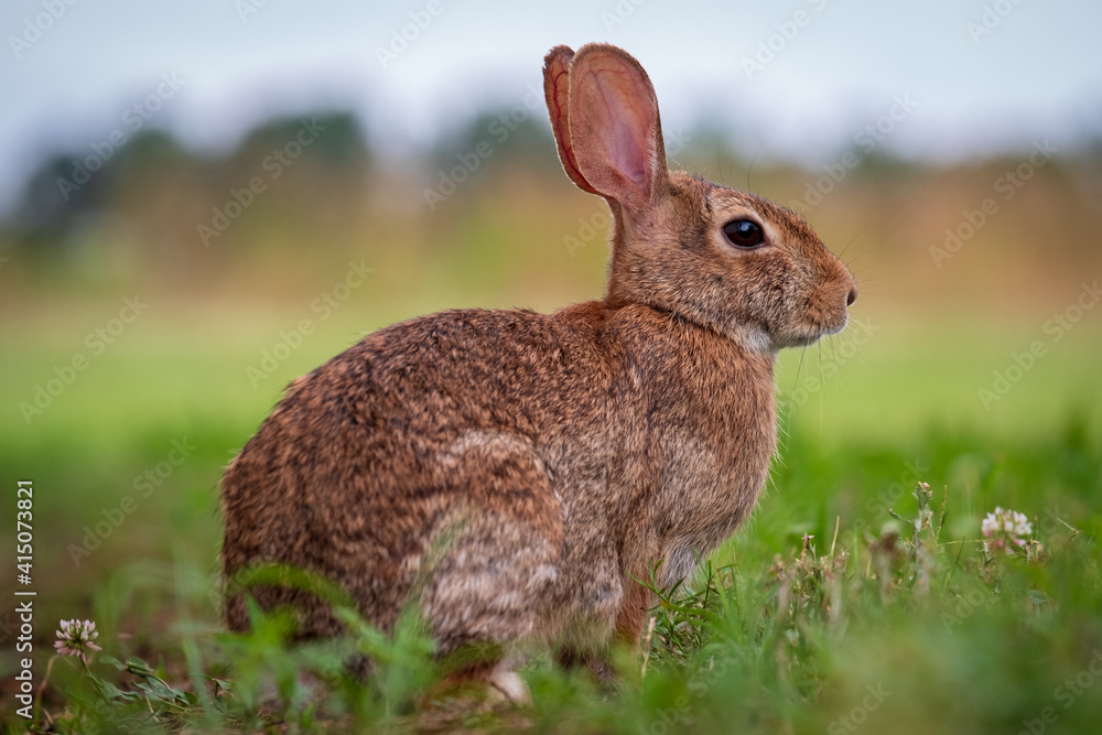 An Eastern Cottontail rabbit (Sylvilagus floridanus) in the grass. Raleigh, North Carolina. An Eastern Cottontail rabbit (Sylvilagus floridanus) in the grass. Raleigh, North Carolina.