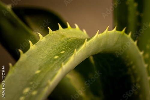 Closeup of a leaf of an Aloe Vera plant in dim warm light.