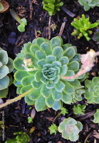 Close up of Succulent Plant