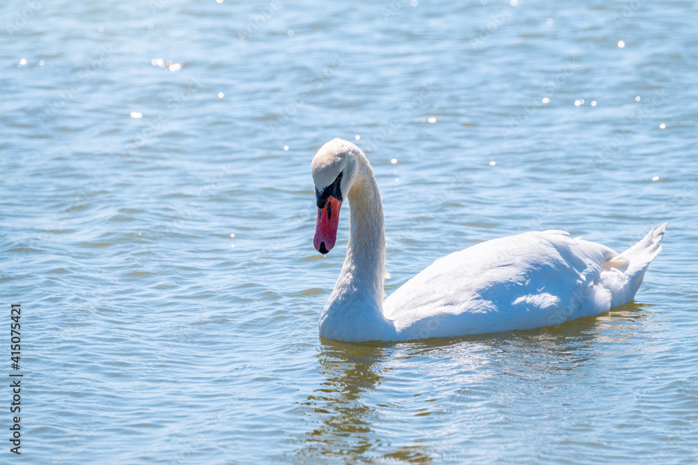 Fototapeta premium Graceful white Swan swimming in the lake, swans in the wild. Portrait of a white swan swimming on a lake.