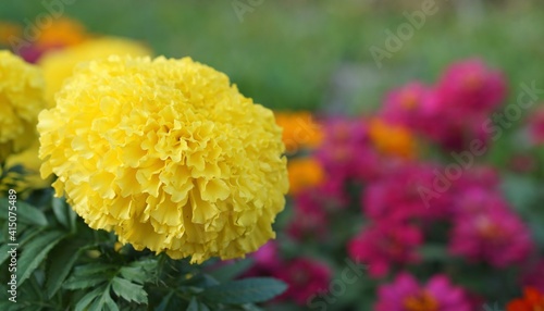 yellow flowers