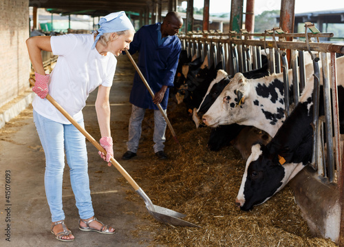 Portrait of two active employees working in cowshed on farm.