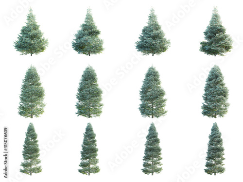 Korean fir trees on white background. Abies Koreana isolates collection season.  3D illustration with Clipping path 