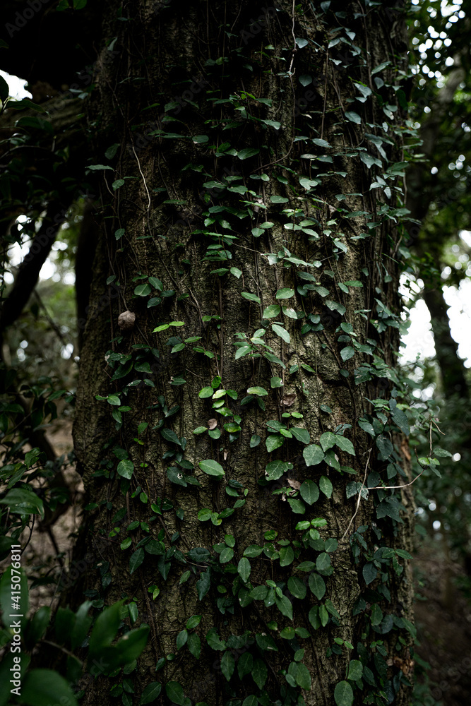 Fototapeta premium green