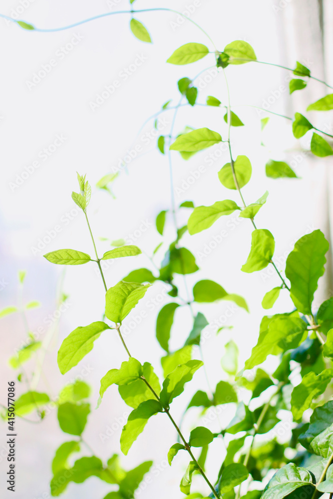 Obraz premium green leaves background