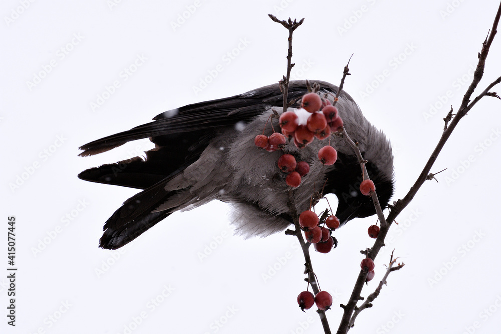 A crow sits on a branch and pecks on a mountain ash.