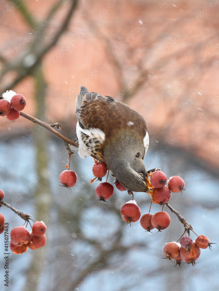 Bird Thrush who loves to eat mountain ash.