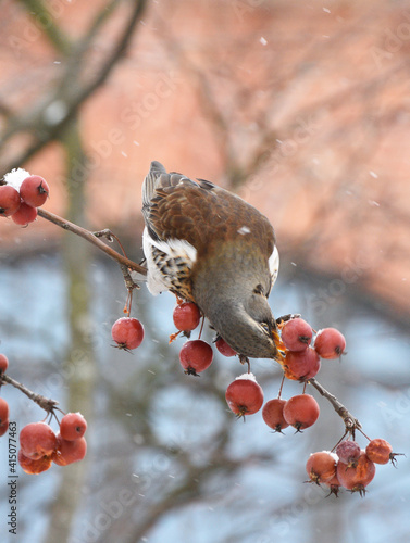 Obraz na płótnie Bird Thrush who loves to eat mountain ash. w salonie