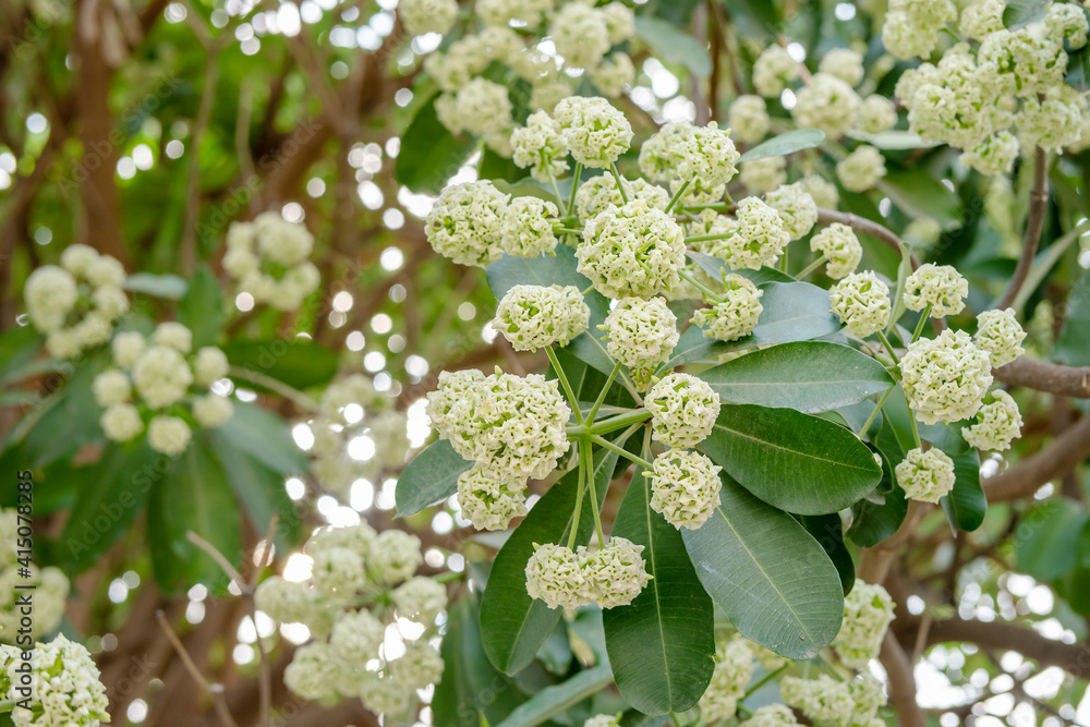 White flower of Devil tree ( Alstonia scholaris ), blooming pungent flowers on tree in the garden, Thailand. White flower of Devil tree ( Alstonia scholaris ), blooming pungent flowers on tree in the garden, Thailand.