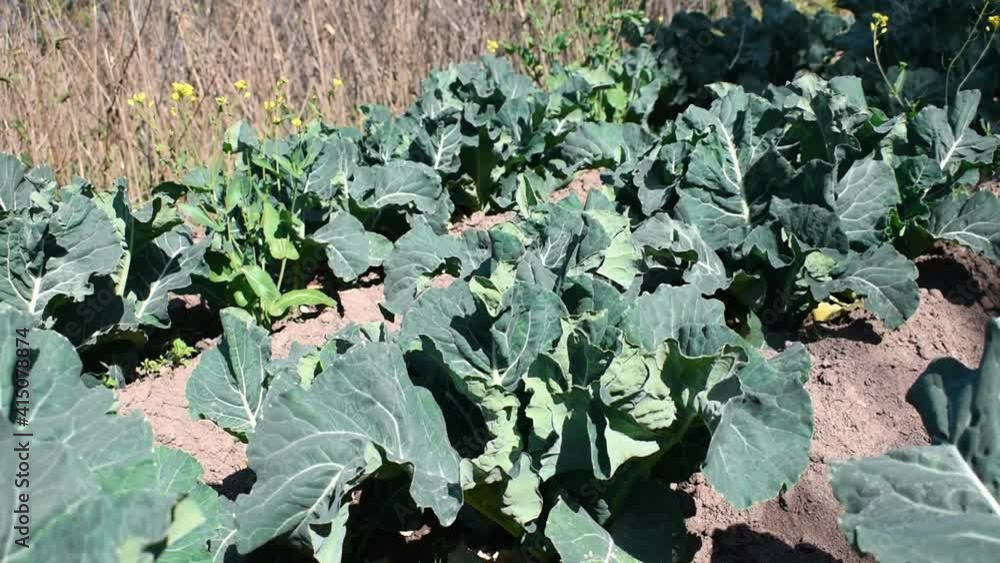 A huge field of growing cauliflower, harvest, in Indian village A huge field of growing cauliflower, harvest, in Indian village