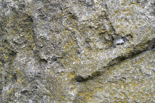 Natural stone texture. Natural background. Moss and lichens on rocks. Stone background with a rough textured surface covered with lichen.